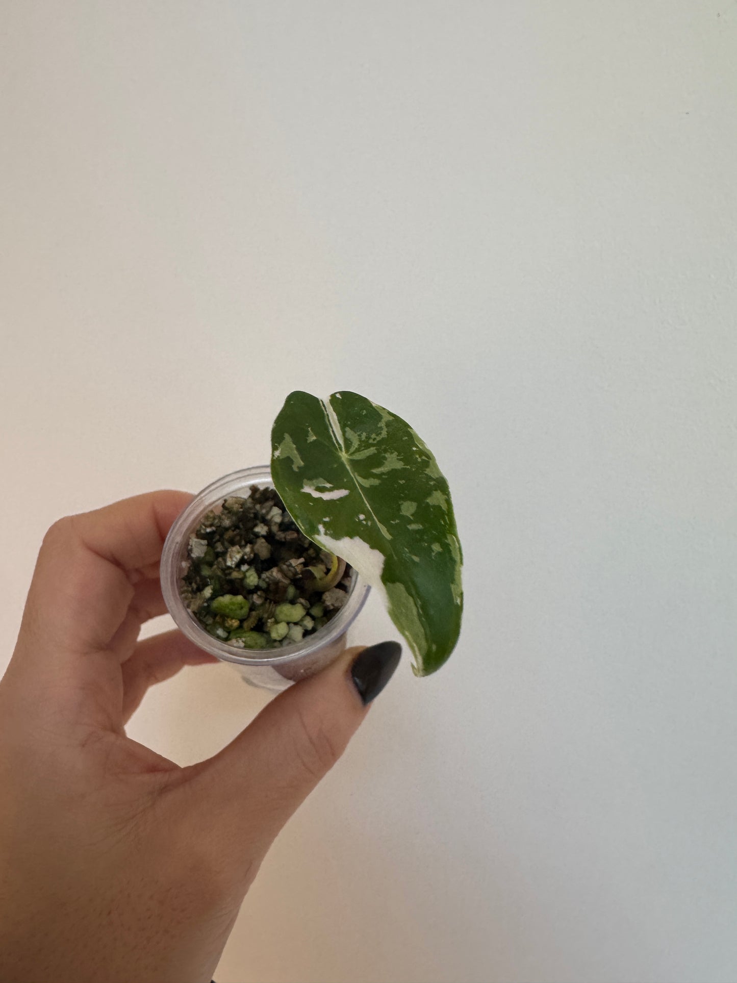 Alo. Dragons Tooth Pink