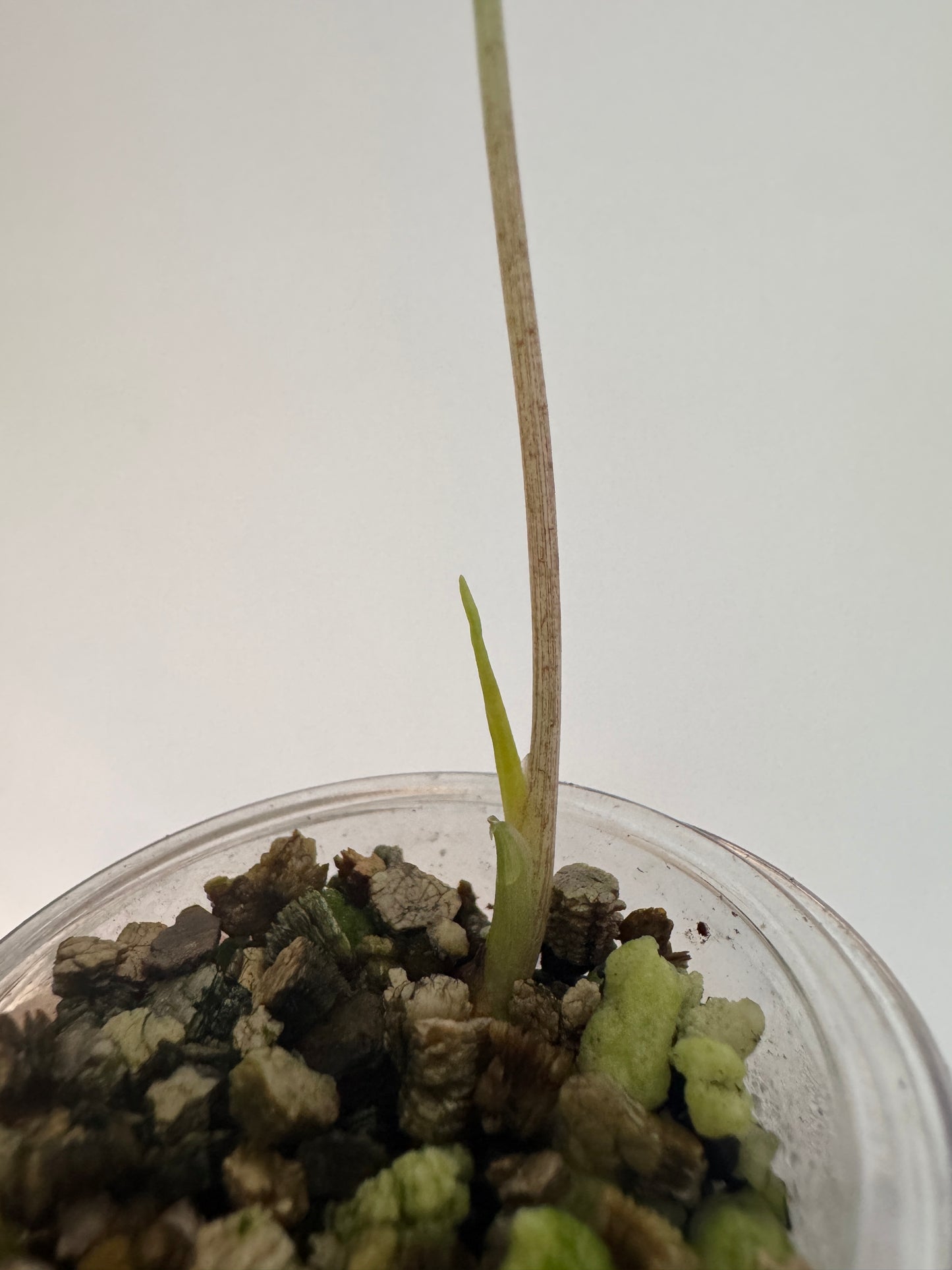 Alo. Dragons Tooth Pink