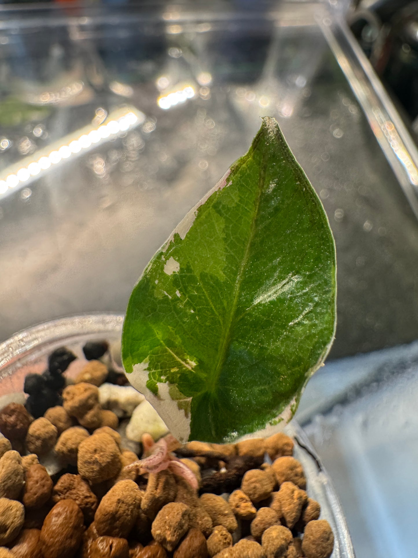 Alo. Blue Metallic Albo