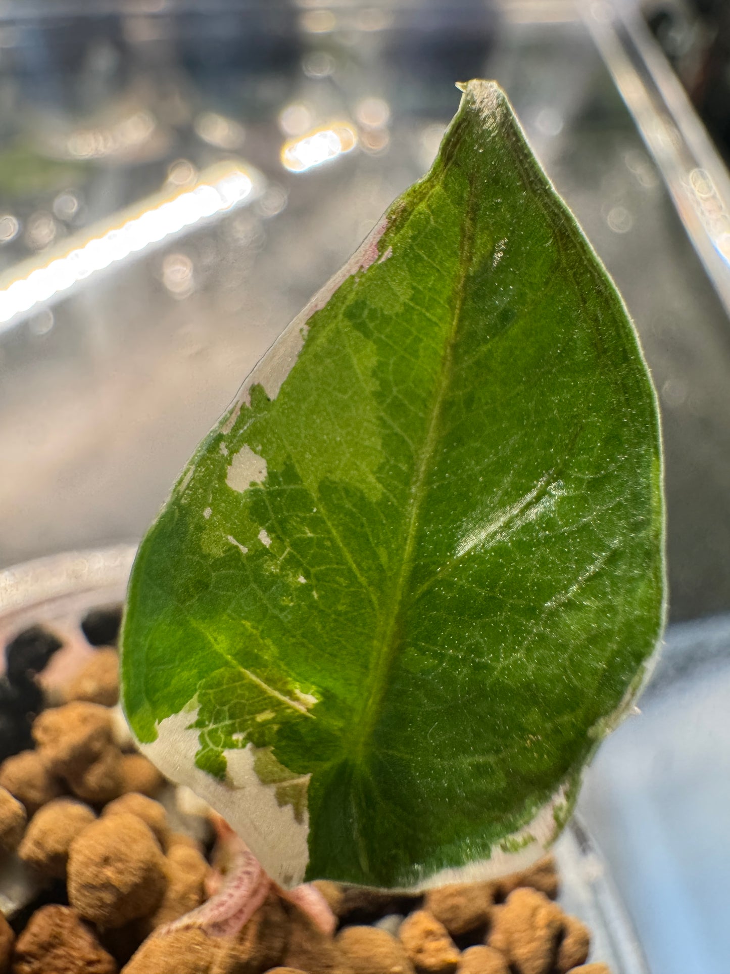 Alo. Blue Metallic Albo