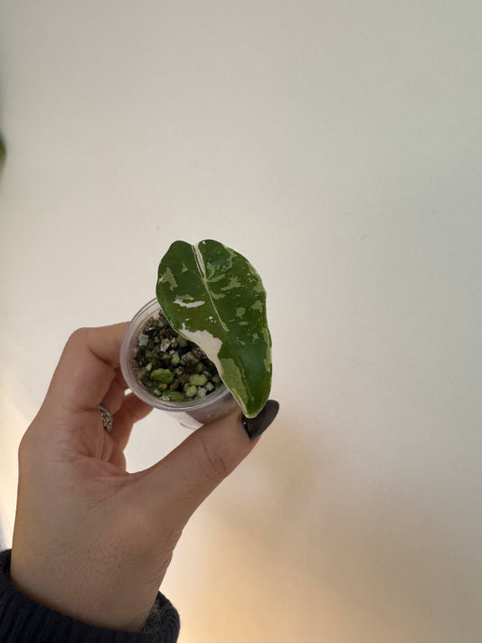 Alo. Dragons Tooth Pink