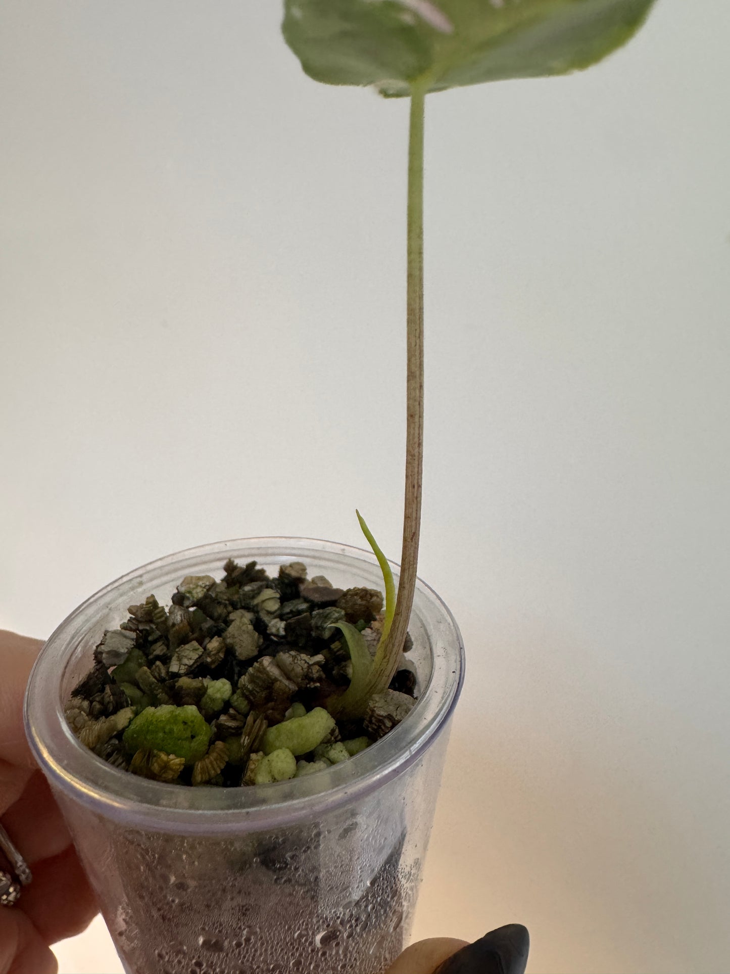 Alo. Dragons Tooth Pink