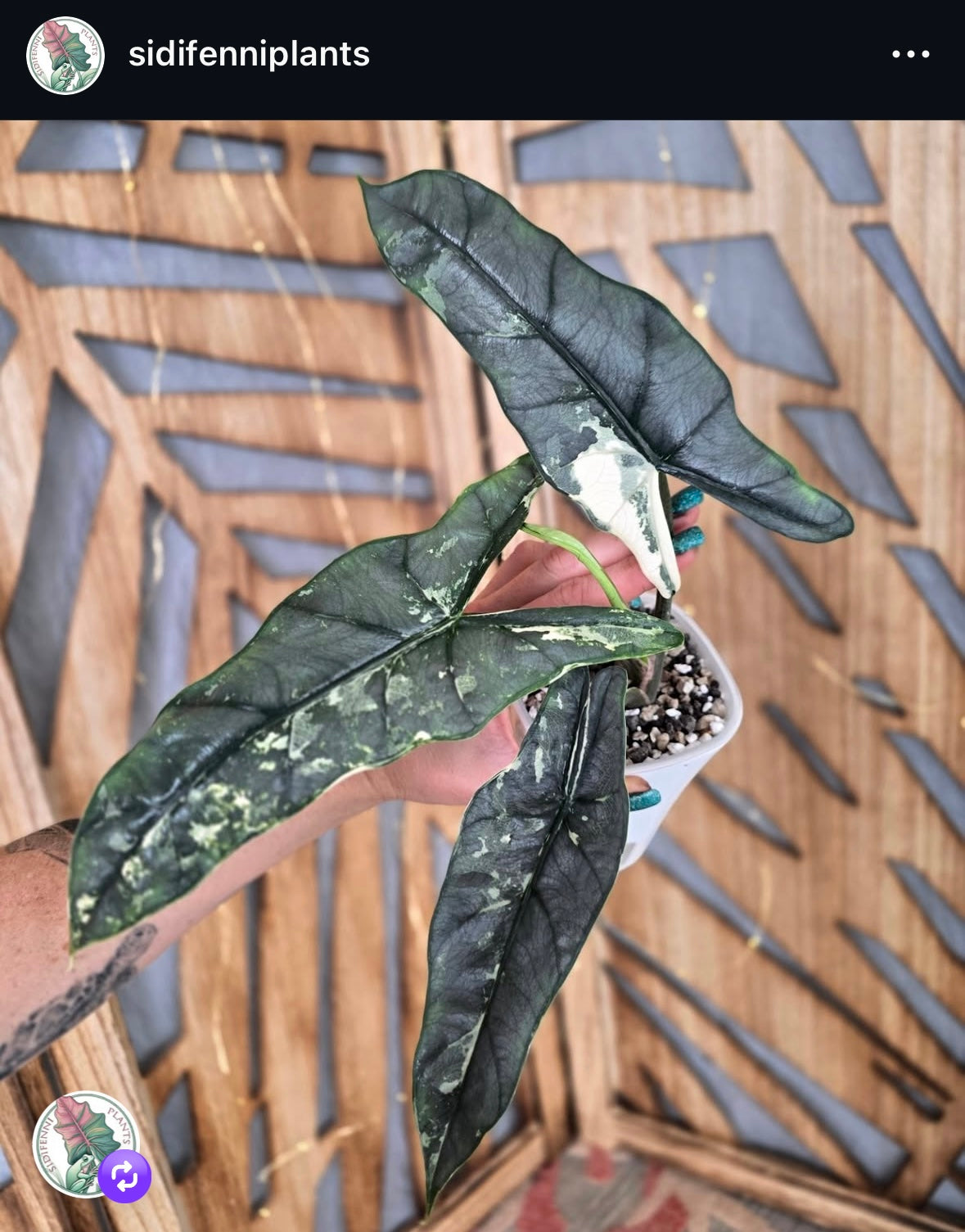 Alo. Blue Metallic Albo