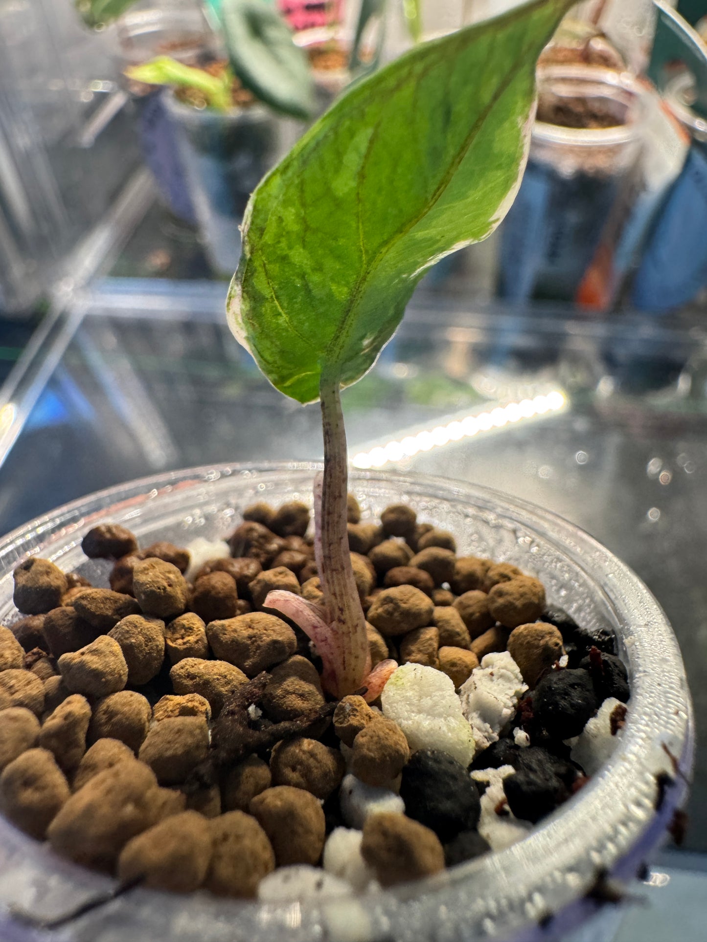 Alo. Blue Metallic Albo