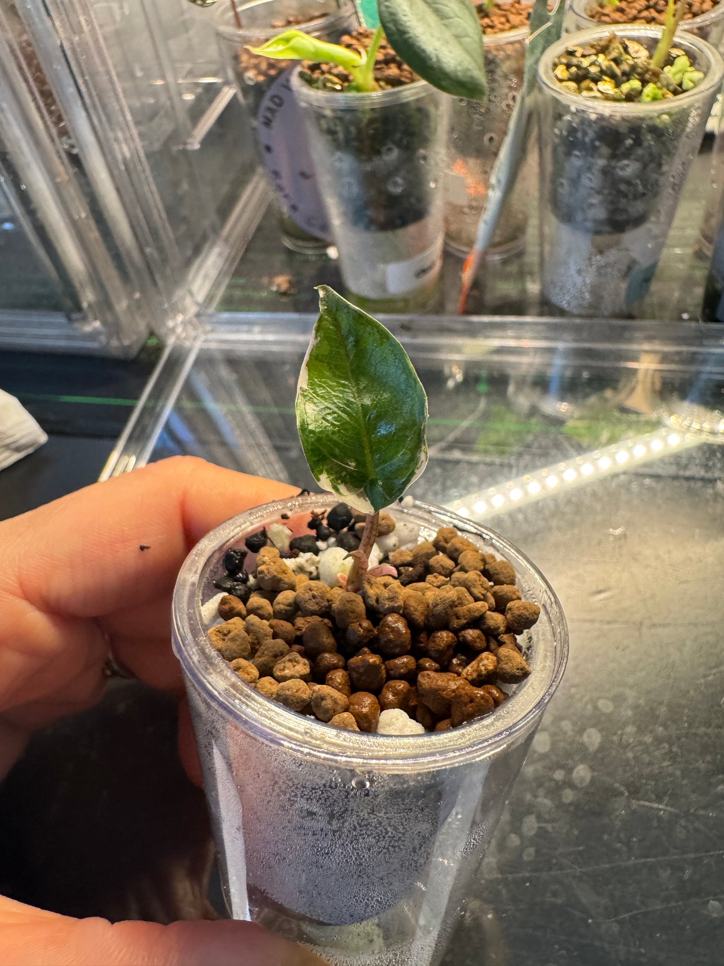 Alo. Blue Metallic Albo