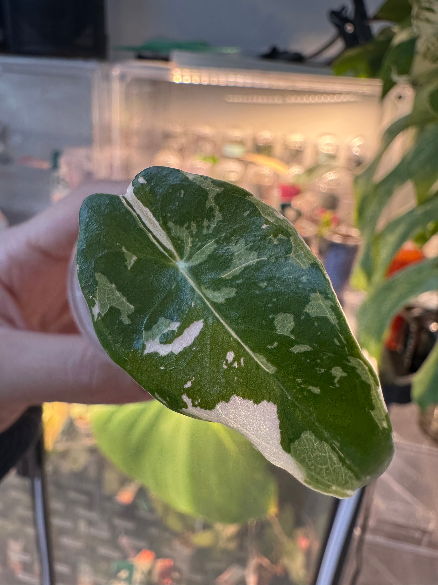 Alo. Dragons Tooth Pink