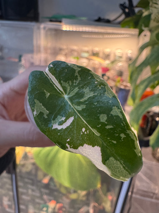 Alo. Dragons Tooth Pink