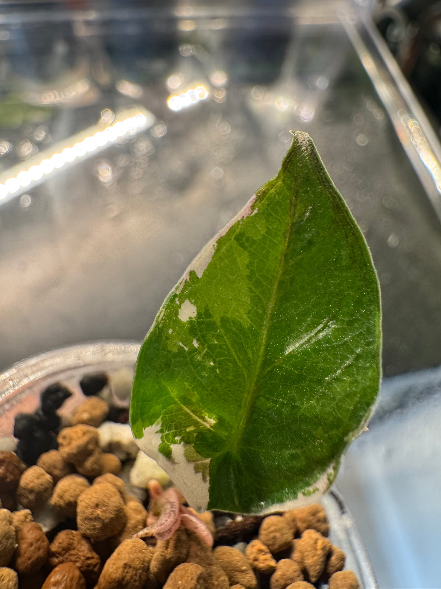 Alo. Blue Metallic Albo