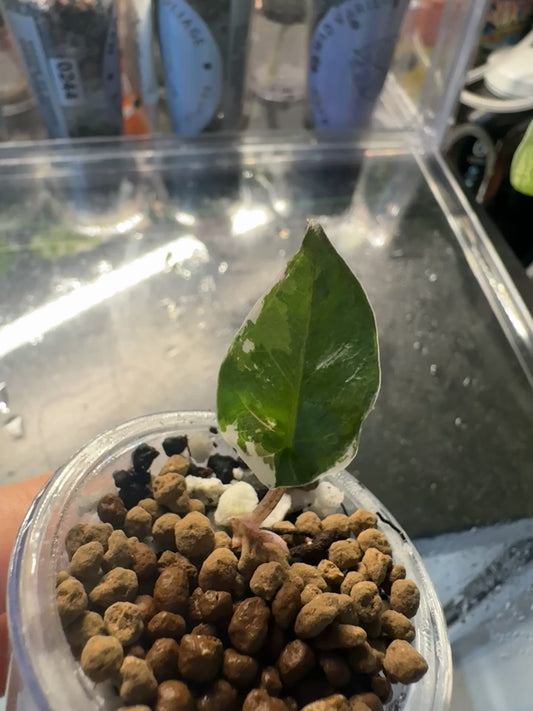 Alo. Blue Metallic Albo